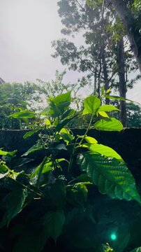 Lush Daun and Pepohonan Bathed in Bright Sinar Pagi Sunlight, a Vibrant Alam Scene. Early Matahari Rays Illuminate Fresh Greenery