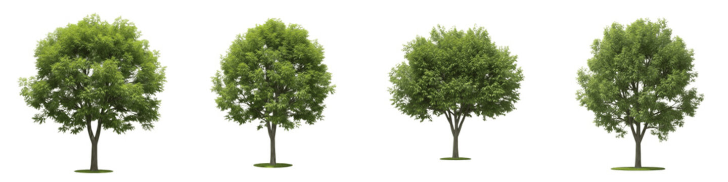 Set and collection of fresh green trees, leafy deciduous summer trees and garden oak plants for landscape and nature environment design, isolated on white transparent PNG background