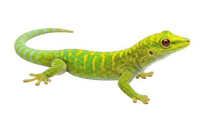 鮮やかな緑色の皮膚に黄色の縞模様を持つヤモリが、白い背景に分離された状態で横たわっています。赤い目と小さな黒い斑点が特徴です。