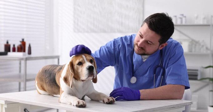 Smiling veterinarian in scrubs and medical gloves stroking cute dog at light wooden table in clinic