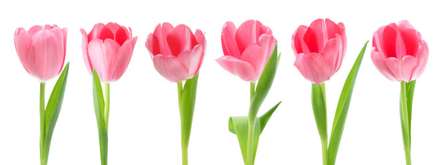 Obraz premium Collection of pink tulips isolated on white