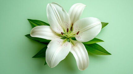 Obraz premium Single Lily Flower Studio Shot