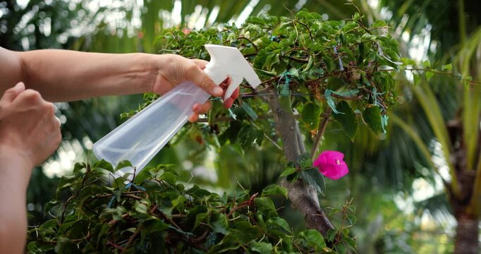Gardener sprays plant. Misting bonsai with gentle water spray. Watering delicate bonsai leaves with fine mist. Gardener carefully sprays tiny water droplets onto bonsai leaves near pink flowers