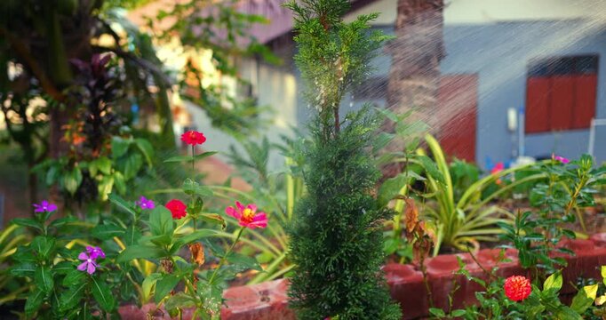 Colorful garden bed with sprinkler mist, vibrant zinnia and impatiens bloom beside potted conifer under warm sunlight, irrigation spray creating dewy atmosphere and lush foliage around brick planter