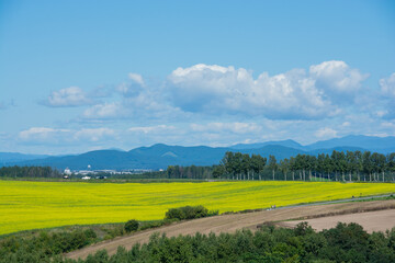 Obraz premium 満開のナノハナ畑が広がる畑作地帯とシラカバ並木 美瑛町 