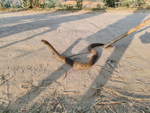 Checkered keelback or Fowlea piscator snake. It is known&nbsp;commonly&nbsp;as the&nbsp;Asiatic water snake and Xenochrophis piscator .  The species is&nbsp;endemic&nbsp;to&nbsp;Asia. It is non-venomous snake. 