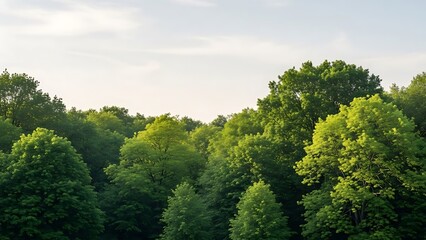 Obraz premium An overhead view of a lush green forest canopy with abundant trees under a cloudy sky.