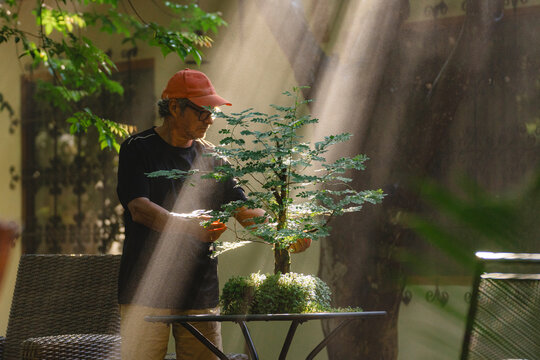 Bonsai care in natural light