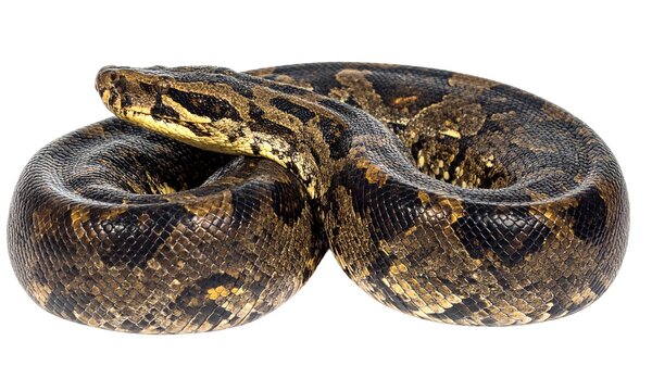 Coiled Python Snake on White Background