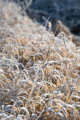 Naklejka premium Winter background, tall dried brown grasses frozen and covered in white frost 