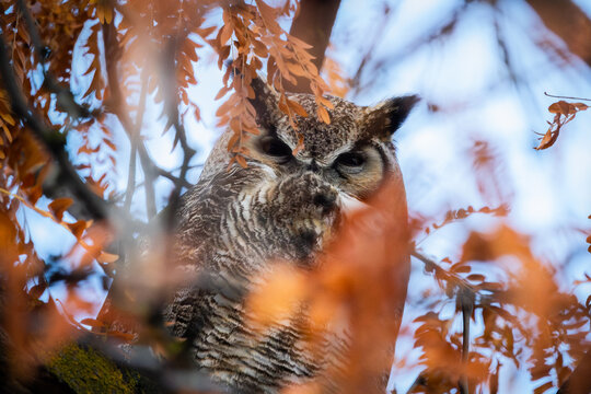 Great Horned Owl among autumn orange leaves on a tree in boise idaho