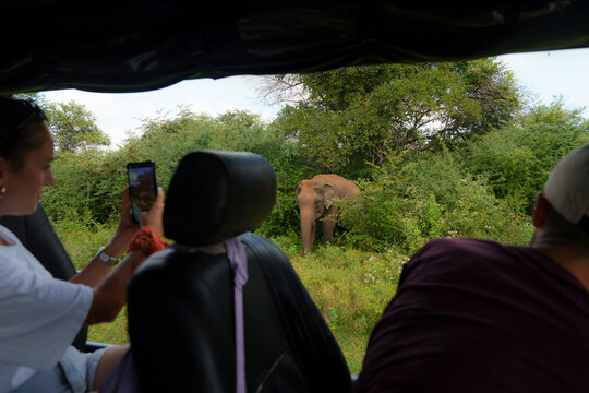 Woman photographing elephant on safari in Sri Lanka 