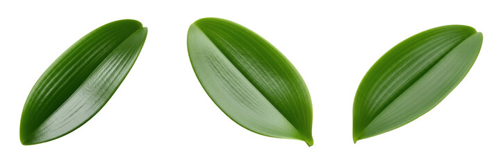 Obraz premium Set of Fresh Green Lily Leaves Isolated on White PNG