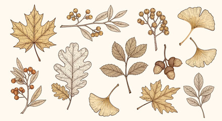 Autumn botanical illustration: Maple, Oak, Ginkgo leaves, acorns, and berries on beige © Agung