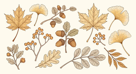 Autumn Botanical Collection: Maple Leaves, Ginkgo, Acorns, Berries, and Oak Leaves © Agung