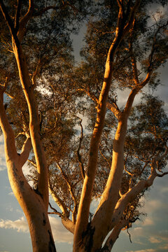 Golden light gumtree 