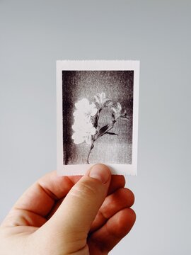 Hand holding a monochrome botanical print against a neutral background