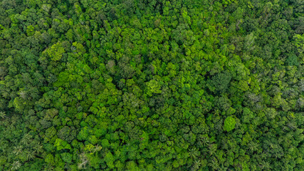 Obraz premium Aerial top view of mixed lush green tropical forest and jungle trees. cinematic nature landscape background for concept is about conservation and natural reforestation
