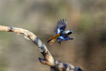 止まり木から虫を食べに飛び出したジョウビタキ