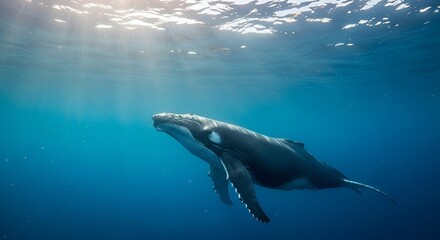 Humpback Whale Swimming Underwater with Sunbeams in Deep Blue Ocean