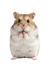 Adorable Roborovski Dwarf Hamster, soft sandy-brown fur, glossy black eyes, holding sunflower seed, standing upright against transparent background with copy space, charming studio portrait concept