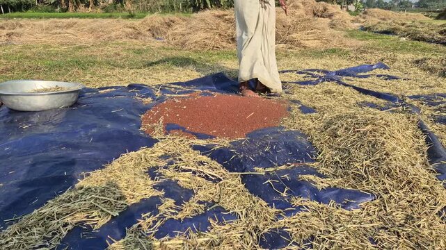 Professional RAW eye level wide shot of a farmer winnowing mustard seeds with a traditional fan in Bangladesh, 4K UHD 30fps.