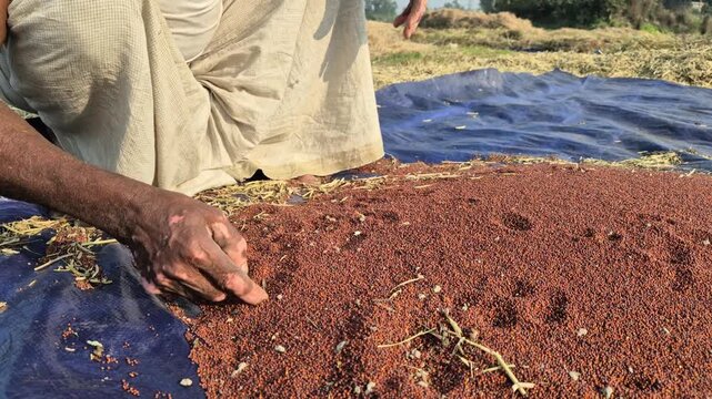 Professional RAW eye level close-up of a farmer manually cleaning impurities from mustard seeds in Bangladesh, 4K UHD 30fps.