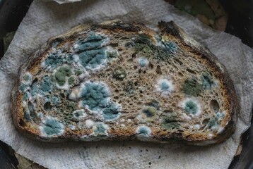 Macro close up of a slice of bread heavily covered in fuzzy blue and green mold showing food waste