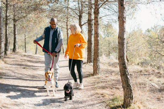 Cheerful Senior couple walking dogs in nature