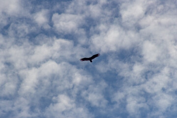 Fototapeta premium Silhouette of a black vulture flying in the cloudy sky