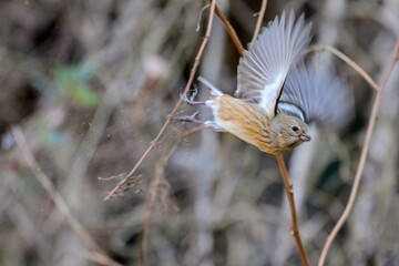 枯草から飛び出すベニマシコの雌