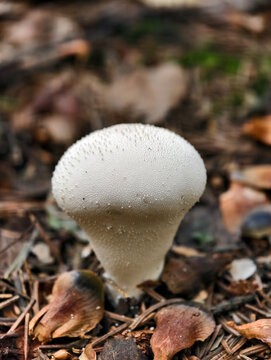 Close-up photo of edible mushroom fungus Lycoperdon perlatum known as the common puffball in the forest.