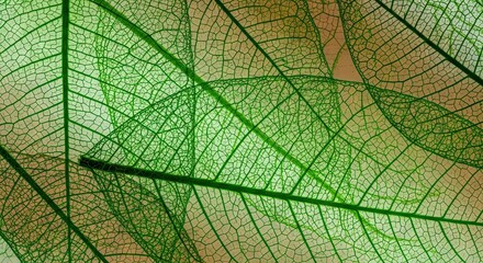 Obraz premium Delicate Leaf Structure
