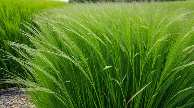 Ruten-Hirse, Panicum virgatum