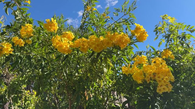 Yellowbells flowers - tecoma stans - blowing in a light breeze.