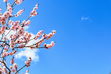 春うらら仙台の梅の共演
