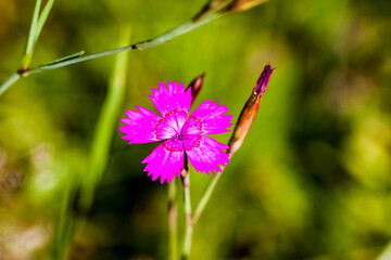 Goździk kartuzek, Dianthus carthusianorum, różowe kwiaty polne © © Jakacki