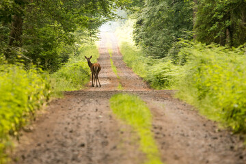 Piękna Łania w lesie, samica jelenia © © Jakacki