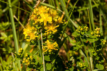 Pachnące żółte kwiaty na łące, dziurawiec zwyczajny, Hypericum perforatum © © Jakacki
