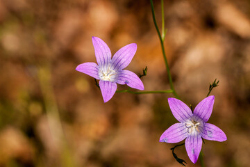 Piękne fioletowe kwiaty, dzwonek rozpierzchły, Campanula patula © © Jakacki