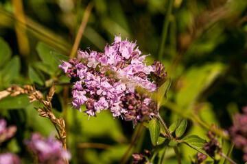 różowe kwiaty na łące, Lebiodka pospolita, Origanum vulgare L. © © Jakacki