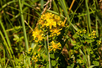 Pachnące żółte kwiaty na łące, dziurawiec zwyczajny, Hypericum perforatum © © Jakacki