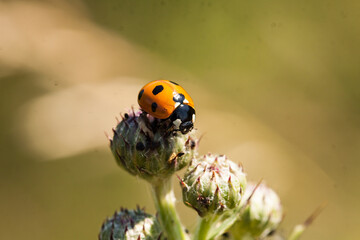 biedronka siedmiokropka, Coccinella septempunctata © © Jakacki