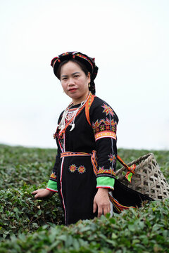 Woman in a Tea Plantation