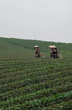  Working in Harmony: Dao Women in the Tea Fields