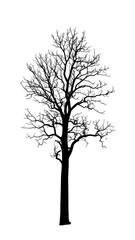 Obraz premium A bare tree silhouette on a white background