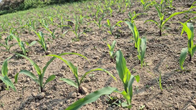 Professional RAW eye level wide shot of young maize (Bhutta) plants growing in a field in Bangladesh, 4K UHD 30fps.
