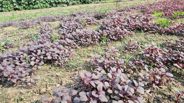 Professional RAW eye level wide shot of a vibrant red amaranth (Lal Shak) field in Bangladesh, 4K UHD 30fps.
