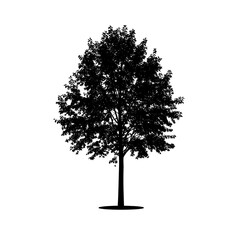 A black silhouette of a tree with a slender trunk and leafy foliage