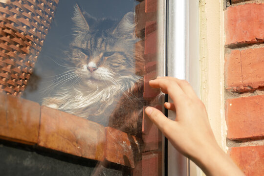 Calling the attention of a Maine Coon cat